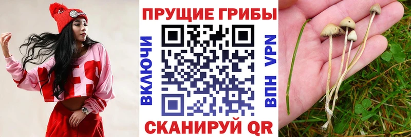 Псилоцибиновые грибы GOLDEN TEACHER  наркота  Крымск 